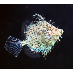 Единорог Кисточковый (Рыба лист - Тряпичник) (Сhaetoderma pencilligera)
